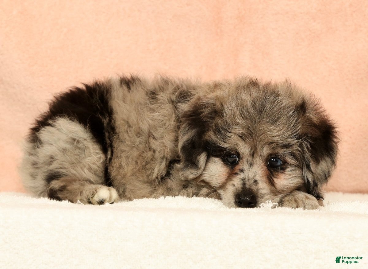 Mini Aussiedoodle dogs Moose - Ad 2