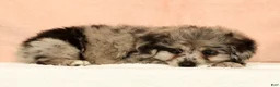 Mini Aussiedoodle dogs for sale: Moose - Ad 2