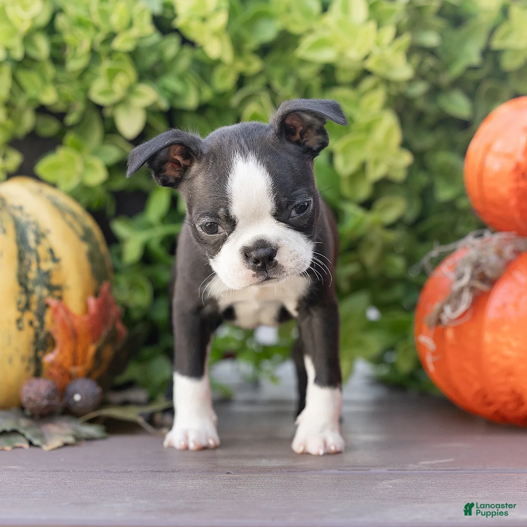 Boston Terrier dogs for sale: Jules Boston Terrier  - Ad 2