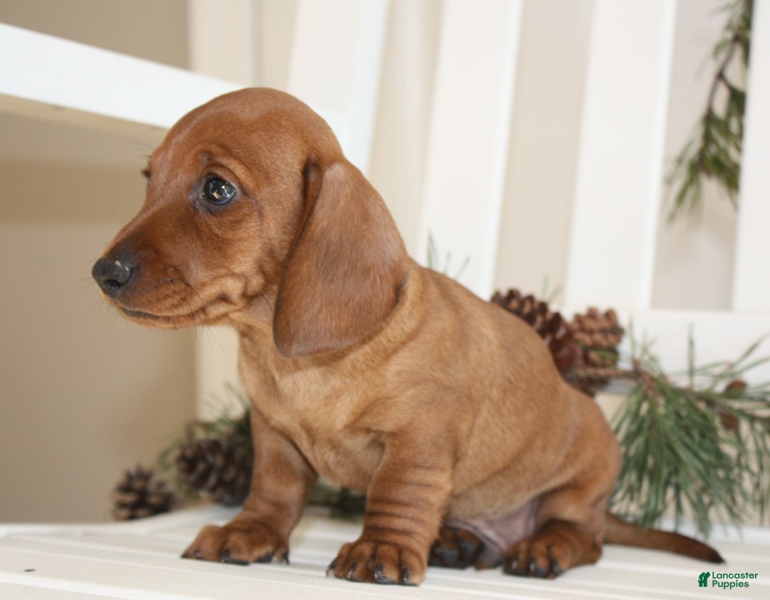 Miniature Dachshund dogs for sale: Parker - Ad 1