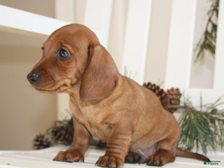 Miniature Dachshund dogs Parker - Ad 17