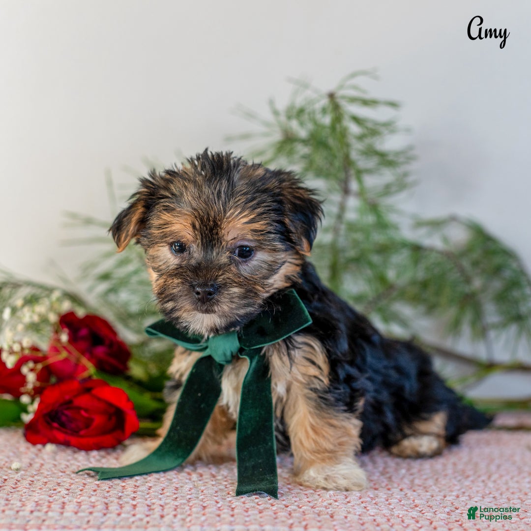 Morkie dogs for sale: Amy - Ad 1