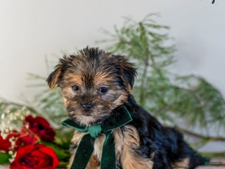 Morkie dogs Amy - Ad 33