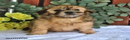 Shihpoo dogs for sale: Cookie - Ad 4
