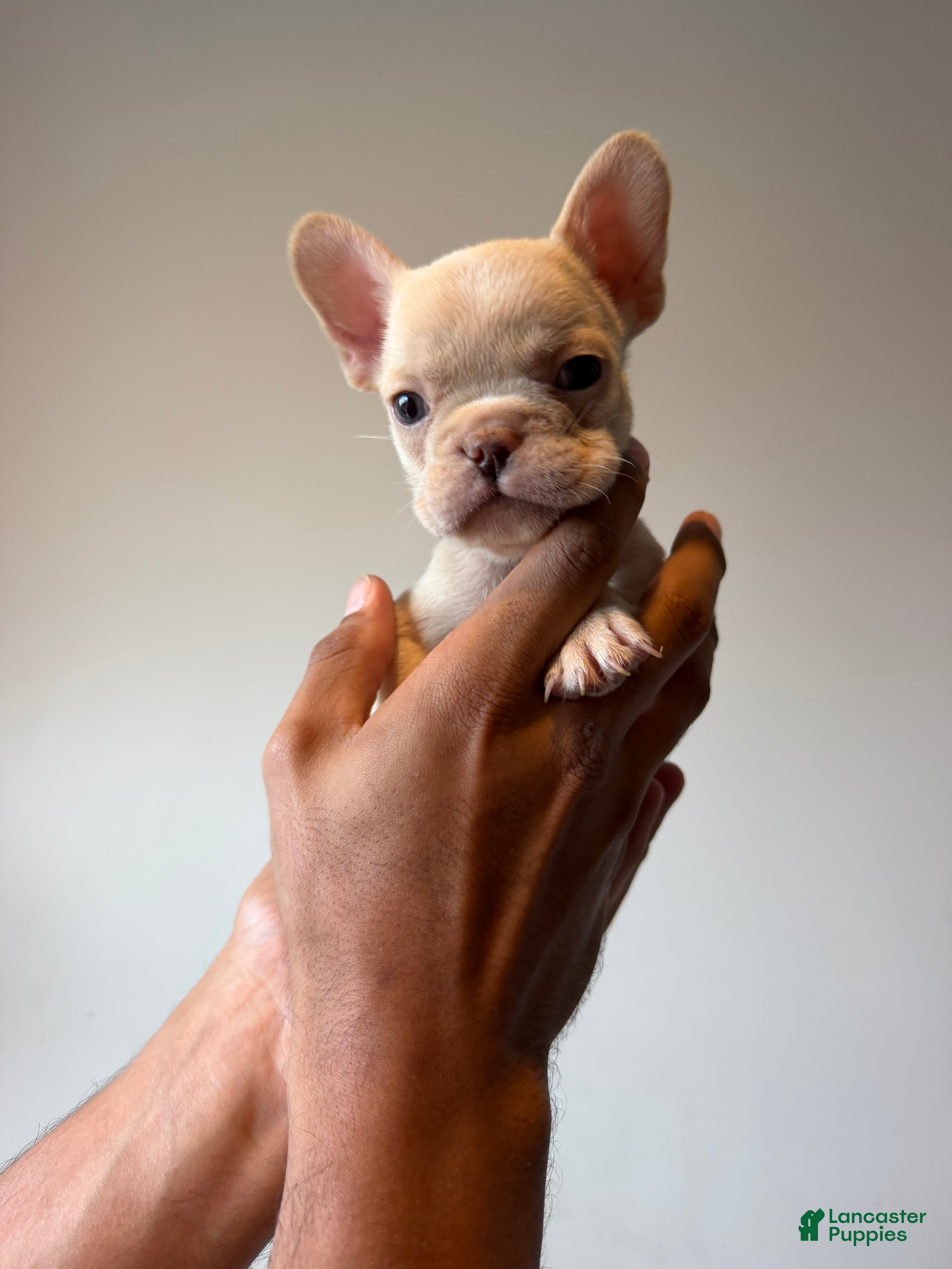 French Bulldog dogs for sale: Stella  - Ad 1