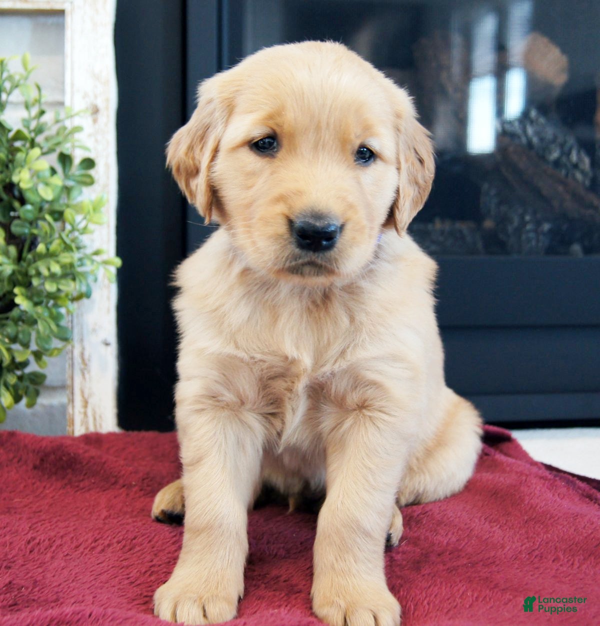Golden Retriever dogs Rio - Ad 1