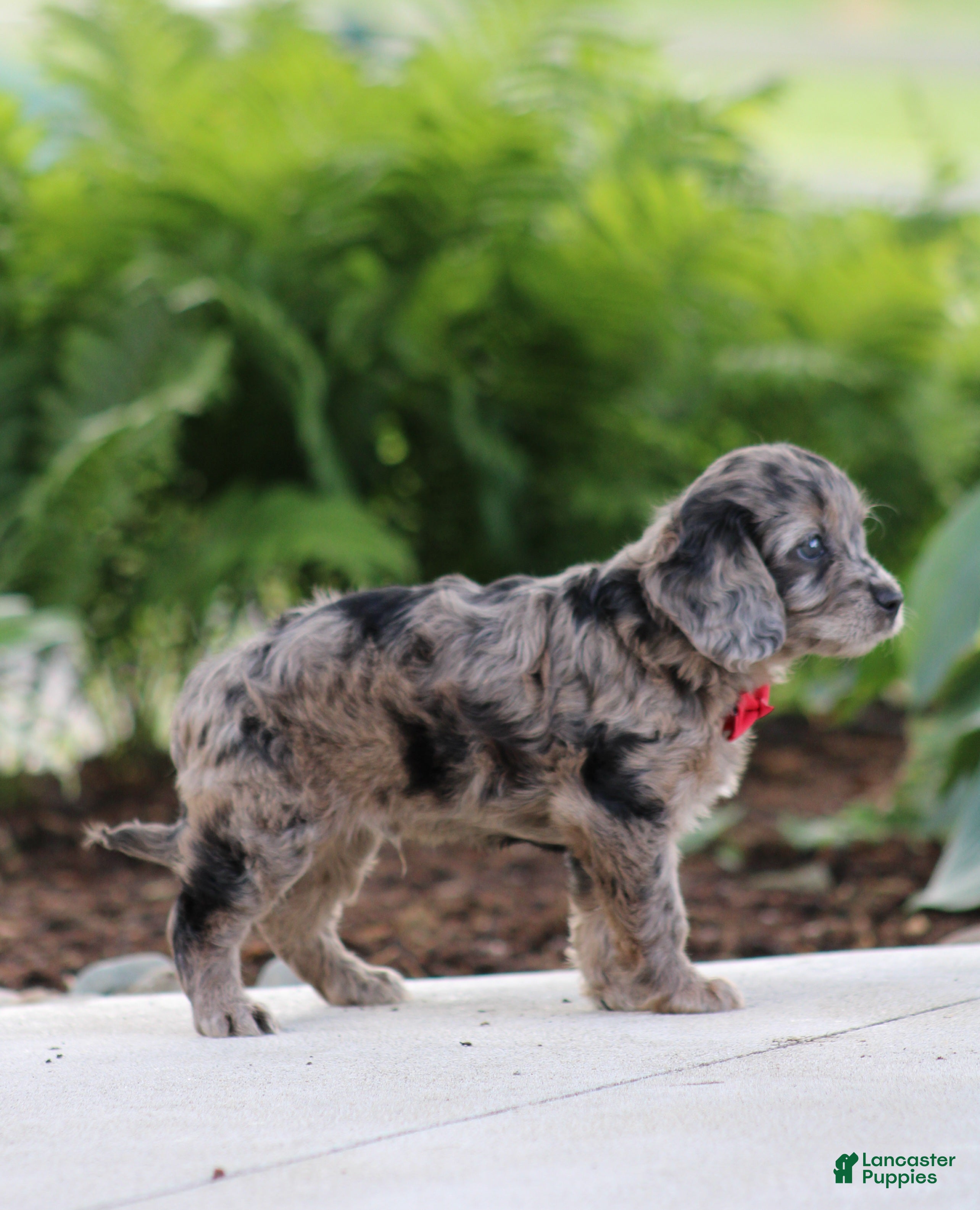 Cavapoo dogs Flynn - Ad 2