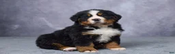 Bernese Mountain Dog dogs for sale: Cody - Ad 3