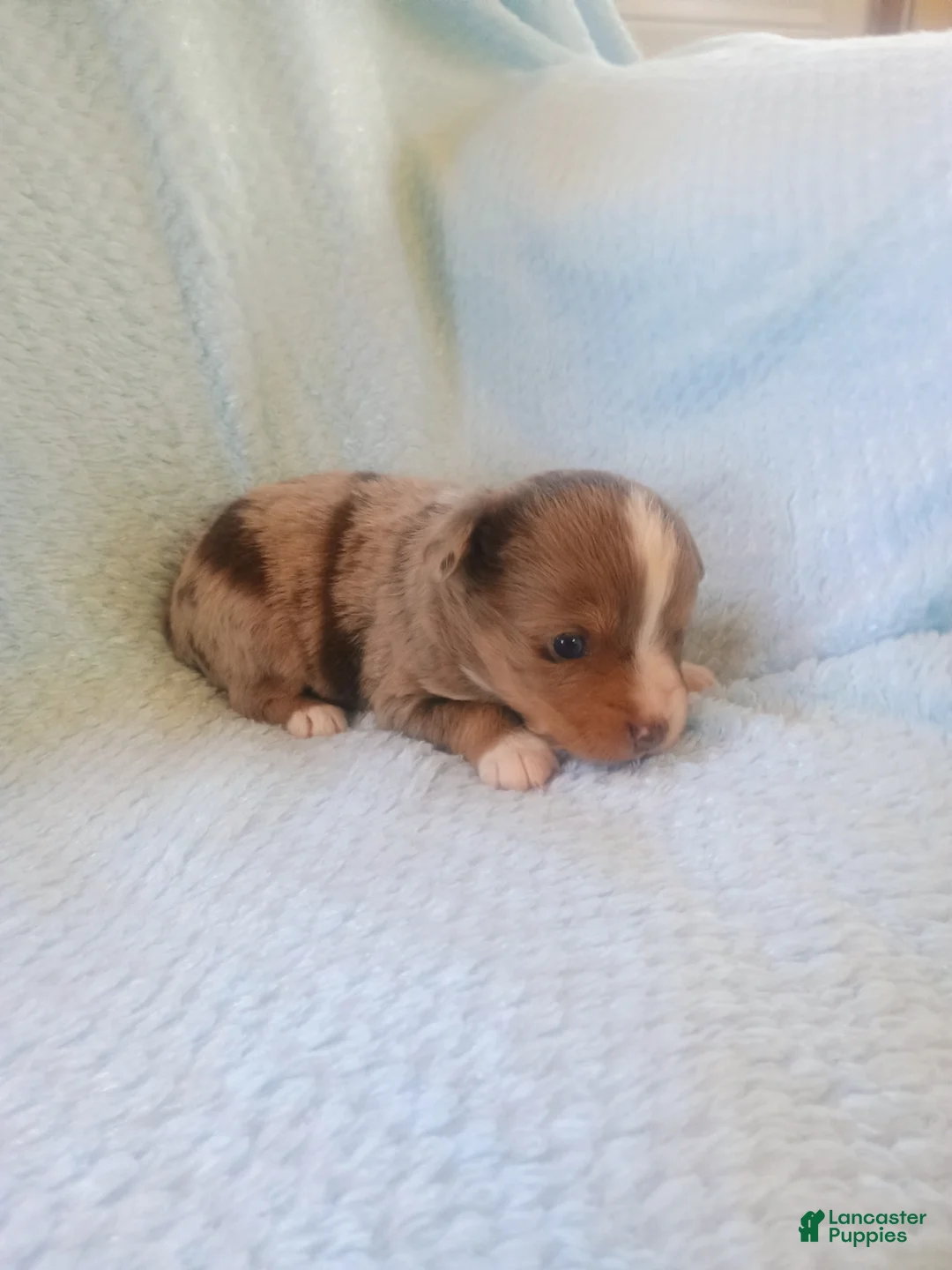 Toy Australian Shepherd dogs for sale: Toy Australian Shepherd Puppy 2 - Ad 7