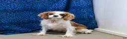 Cavapoo dogs for sale: Buffy - Ad 6
