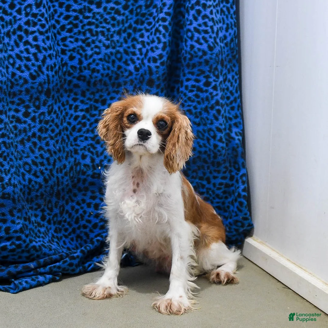 Cavapoo dogs for sale: Buffy - Ad 6