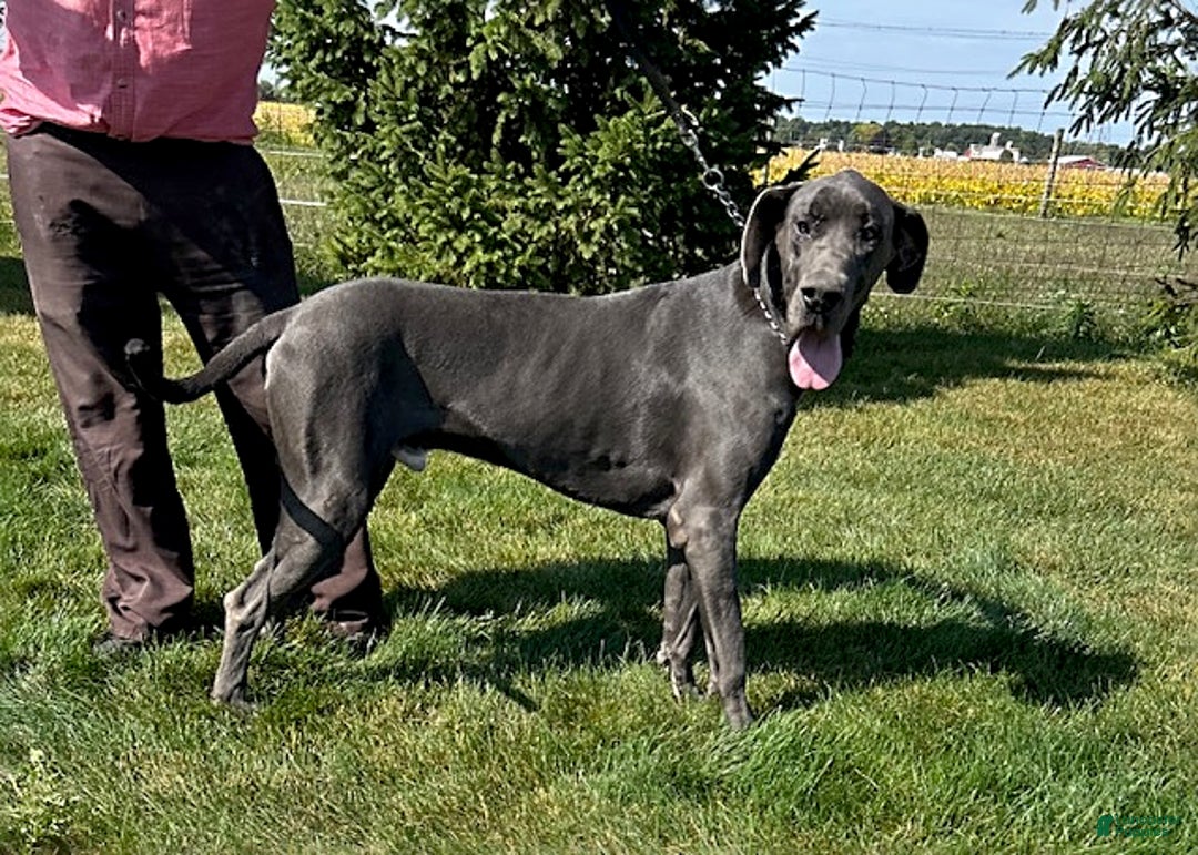 Great Dane dogs for sale: Shelby - Ad 5