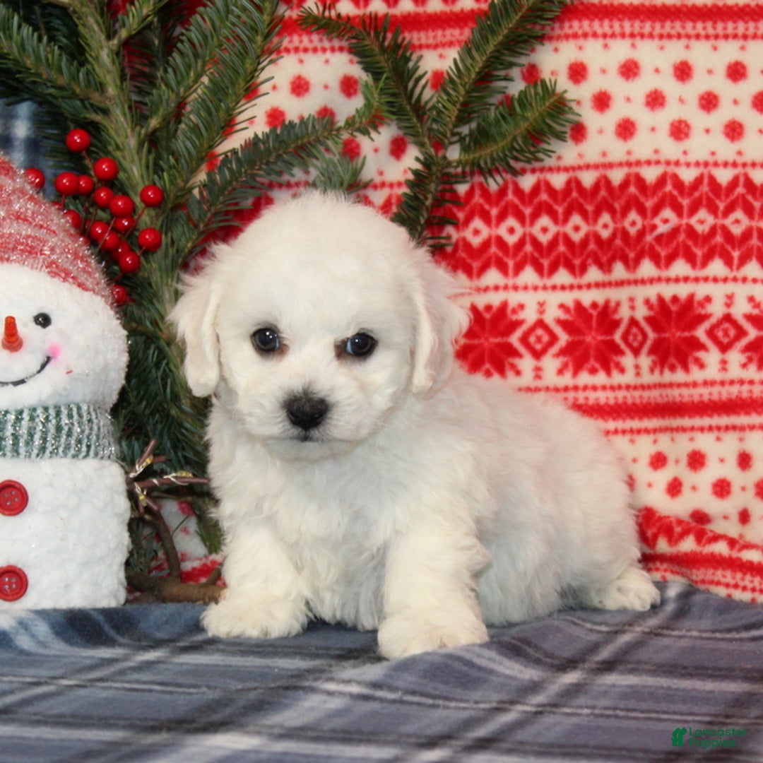 Bichon Frise dogs for sale: Jasper - Ad 2
