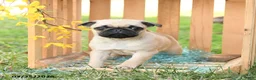 Pug dogs for sale: Sasha - Ad 2