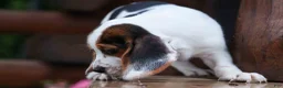 Beagle dogs for sale:  Dallas 🐾 - Ad 14