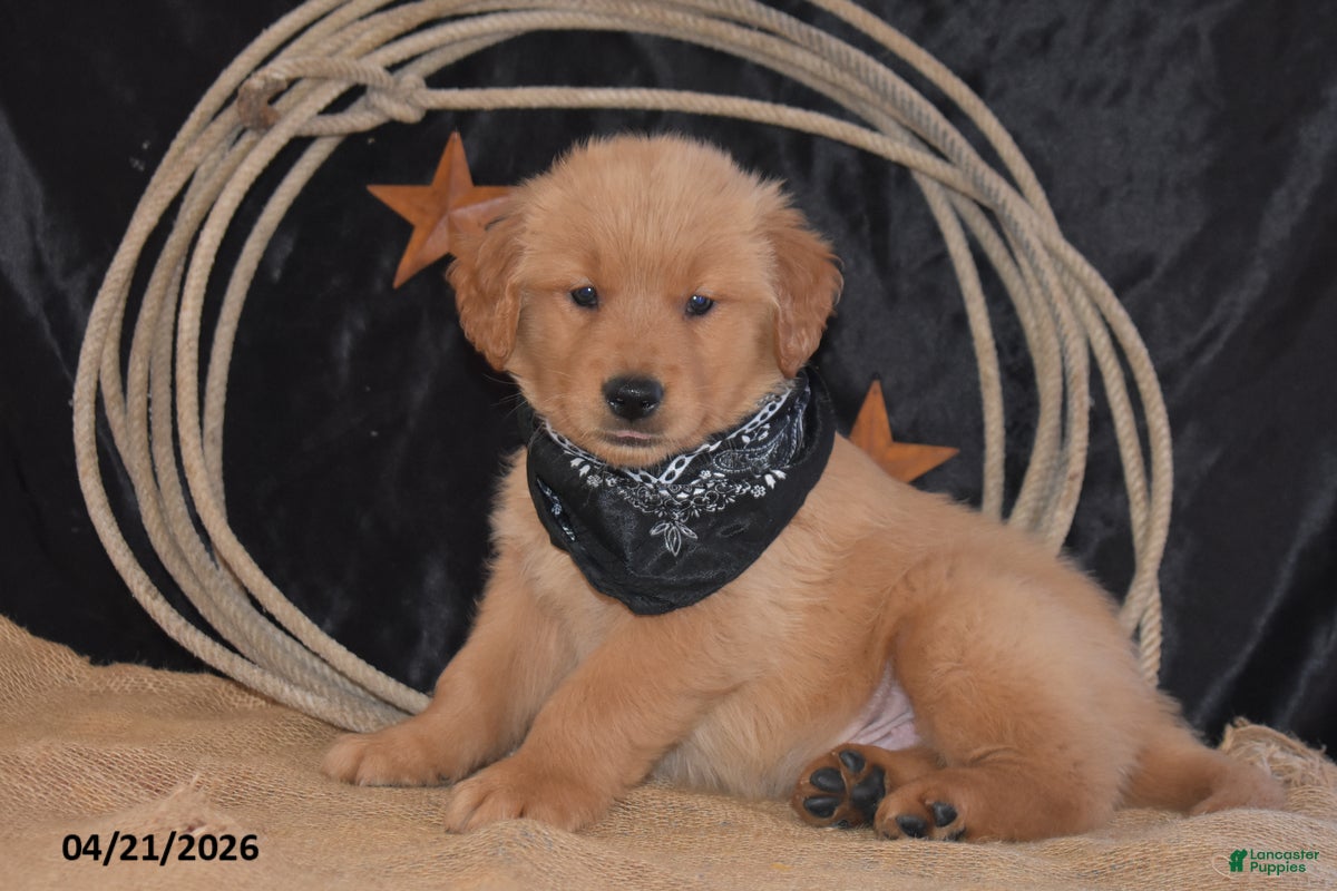 Golden Retriever dogs King - Ad 1