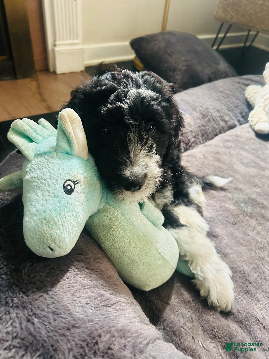 Aussiedoodle dogs for sale: Baxter  - Ad 1