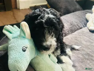Aussiedoodle dogs Baxter - Ad 8