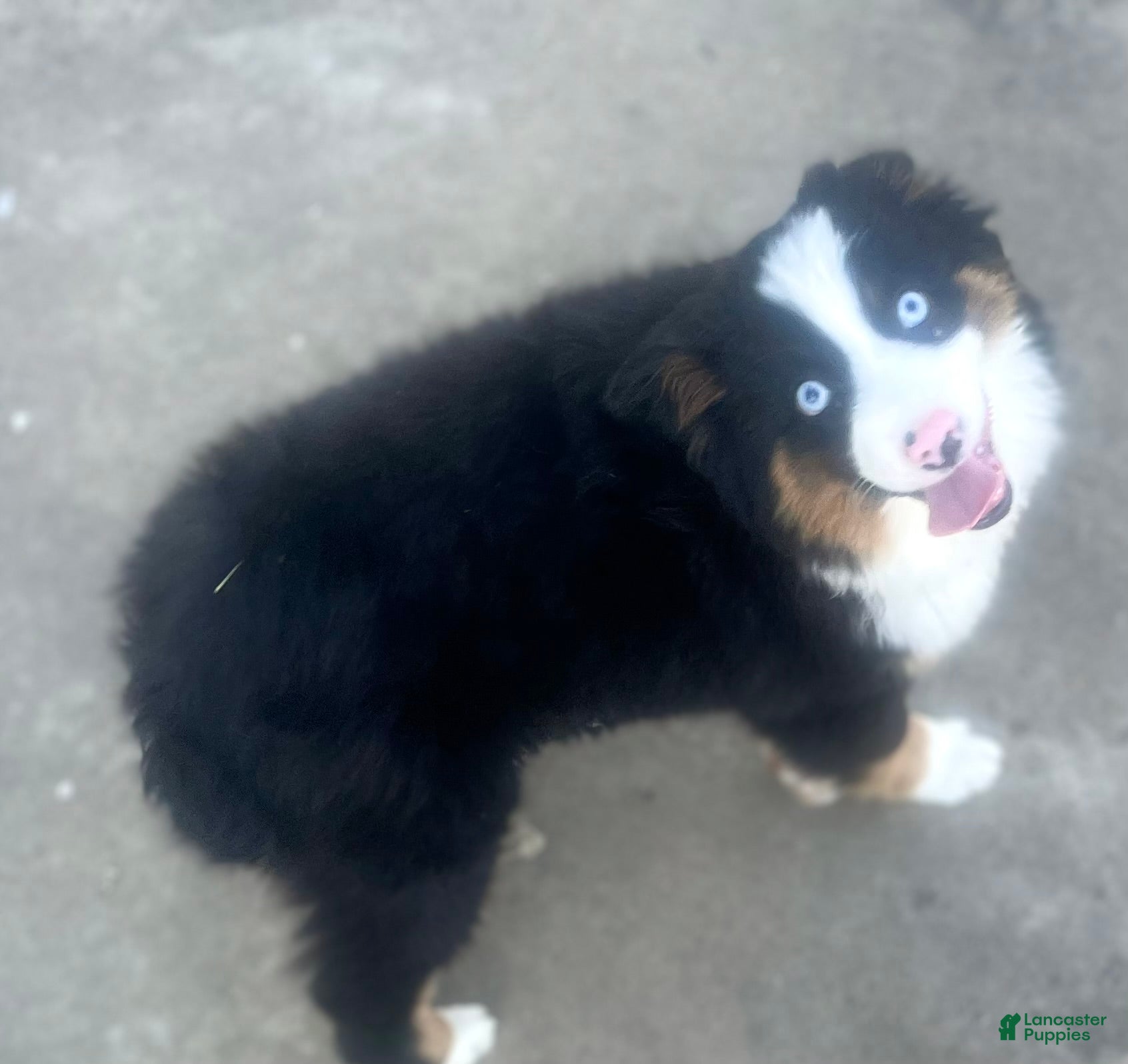 Miniature Australian Shepherd dogs Miniature Australian Shepherd Puppy 1 - Ad 8