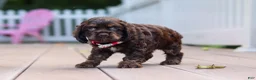 Cocker Spaniel dogs for sale: Anna - Ad 4