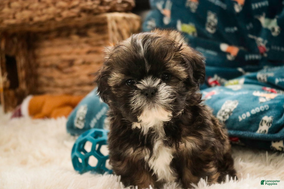 Shih Tzu dogs for sale: Shep - Ad 3