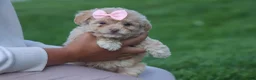 Havapoo dogs for sale: OREO - Ad 3