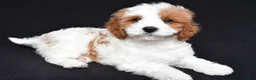 Cavapoo dogs for sale: Captain - Ad 6