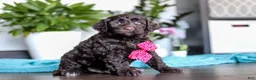 Portuguese Water Dog dogs for sale: Teddy - Ad 4