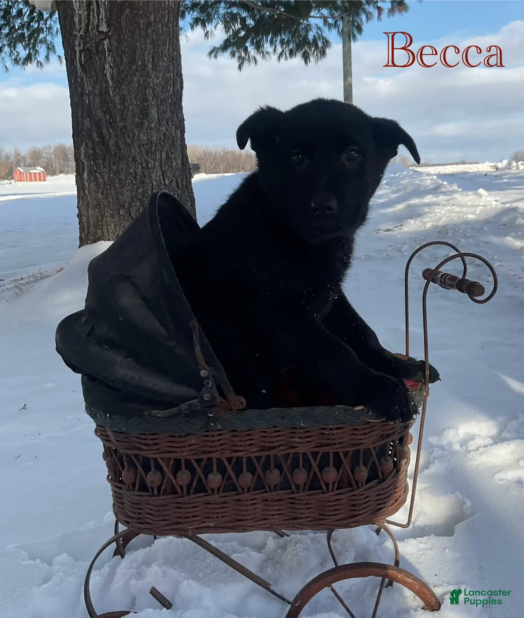 Mixed Breed dogs for sale: Becca  - Ad 1