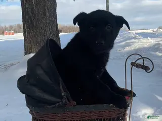 Mixed Breed dogs for sale: Becca - Ad 3