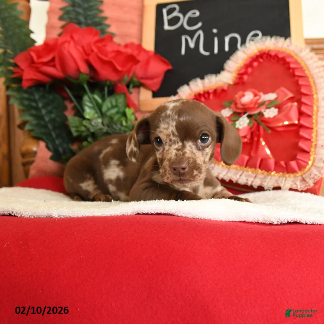 Miniature Dachshund dogs for sale: Oscar - Ad 3