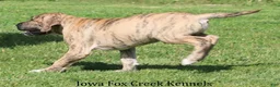 Great Dane dogs for sale: Murphy - Ad 3