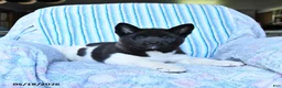Akita dogs for sale: Kayla - Ad 3
