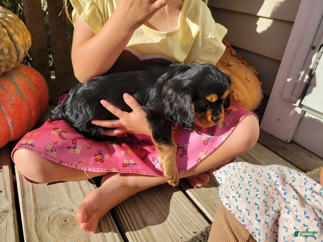 Cavalier King Charles Spaniel dogs for sale: Gracie - Ad 2