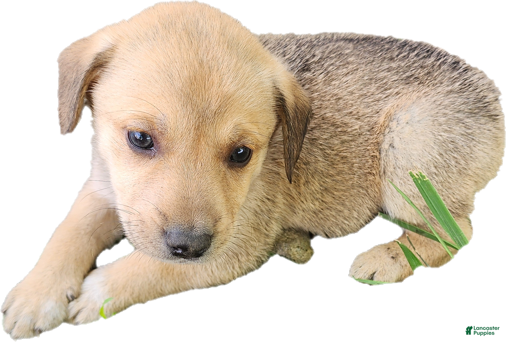 Mixed Breed dogs Light Brown Boy  - Ad 2