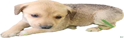 Mixed Breed dogs for sale: Light Brown Boy  - Ad 1