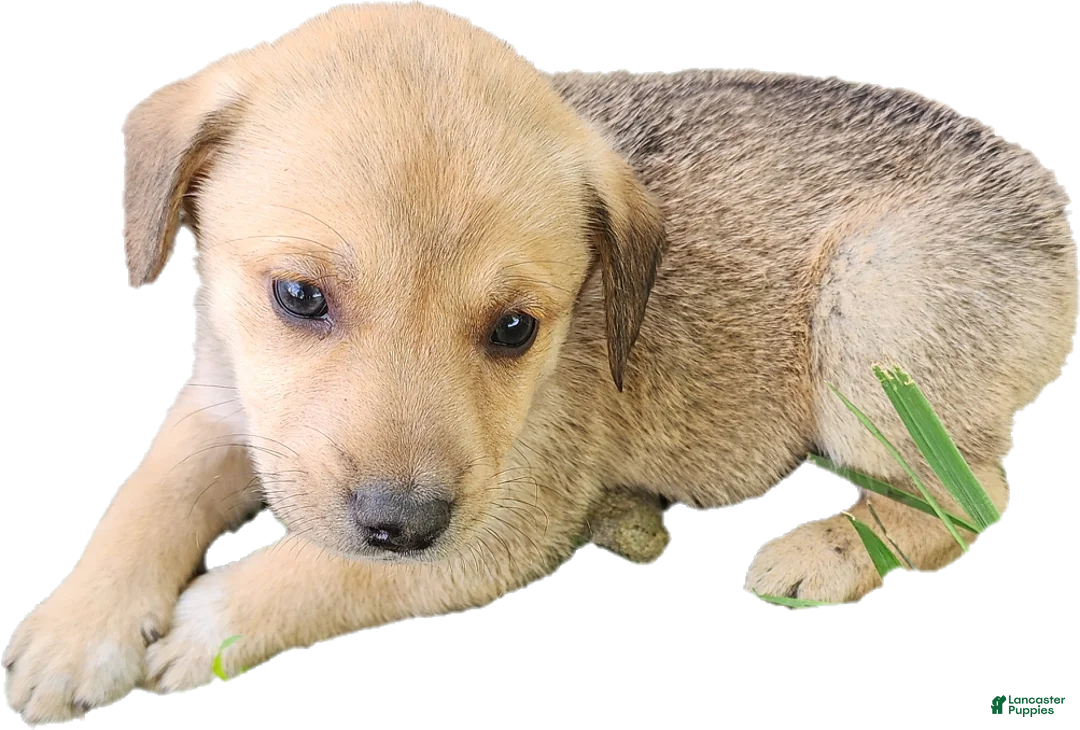 Mixed Breed dogs for sale: Light Brown Boy  - Ad 1