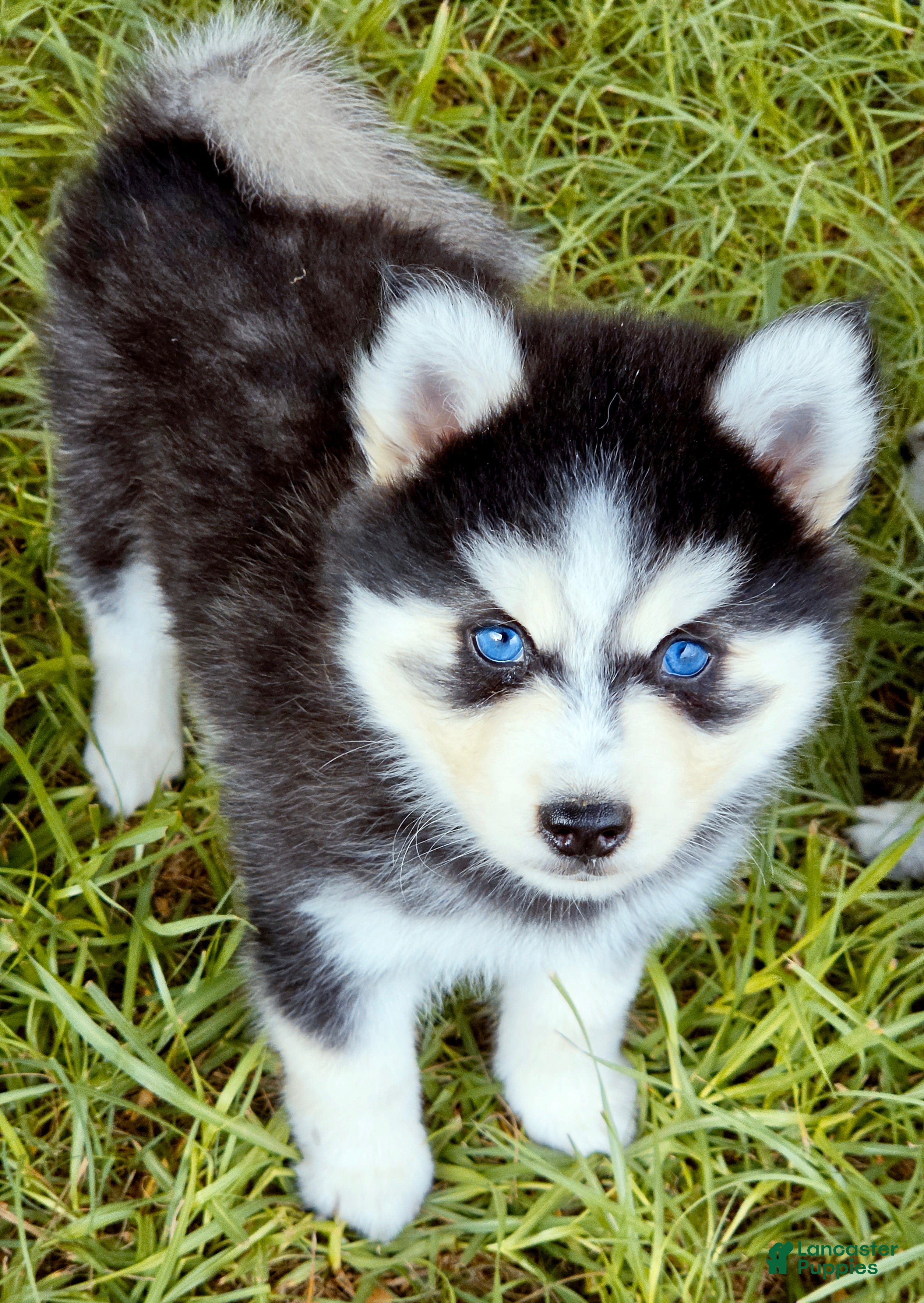 Pomsky dogs Ranger - Ad 16
