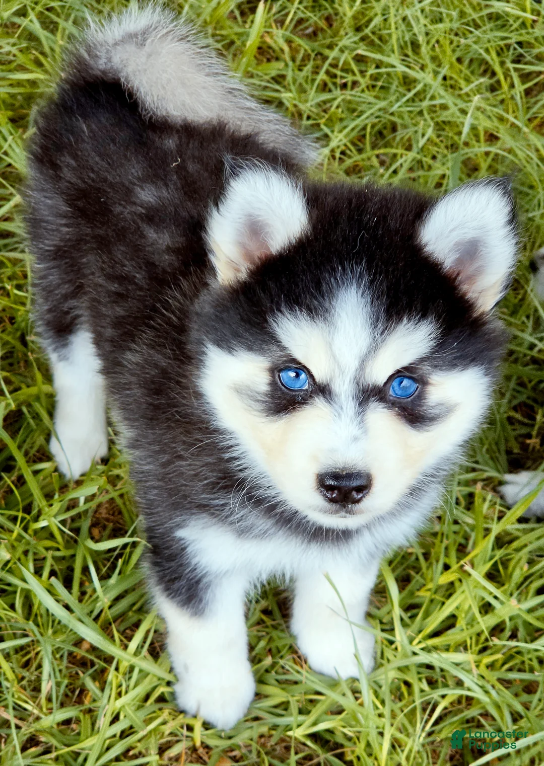 Pomsky dogs for sale: Ranger - Ad 1