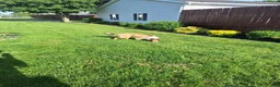 Collie dogs for sale: Tinkerbell - Ad 9
