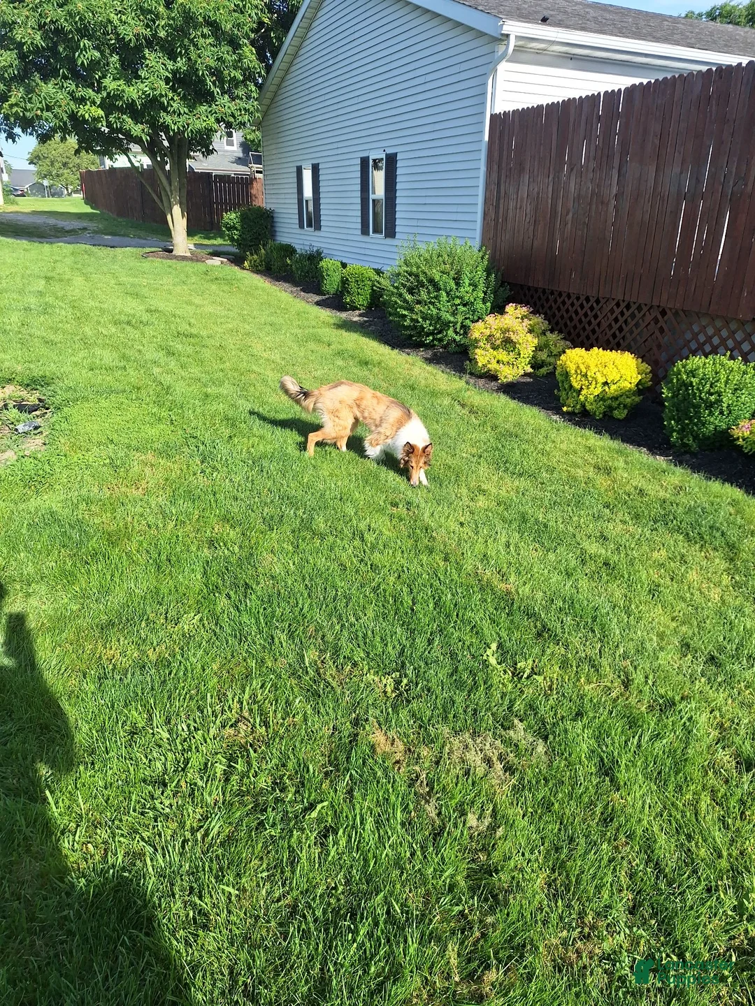 Collie dogs for sale: Tinkerbell - Ad 9