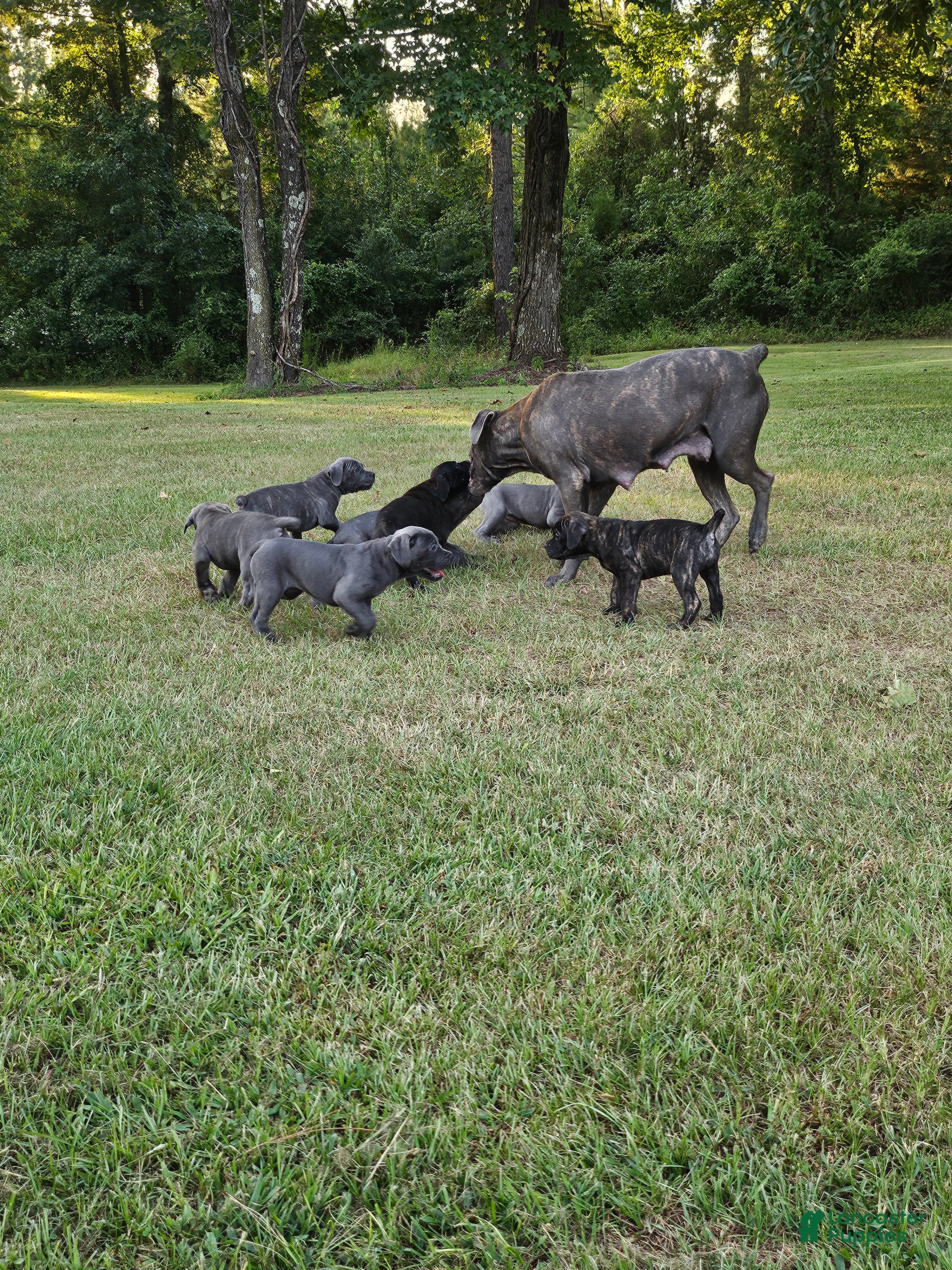 Cane Corso dogs Cane Corso 6 - Ad 30