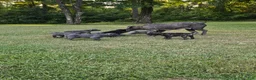 Cane Corso dogs for sale: Cane Corso 6 - Ad 1