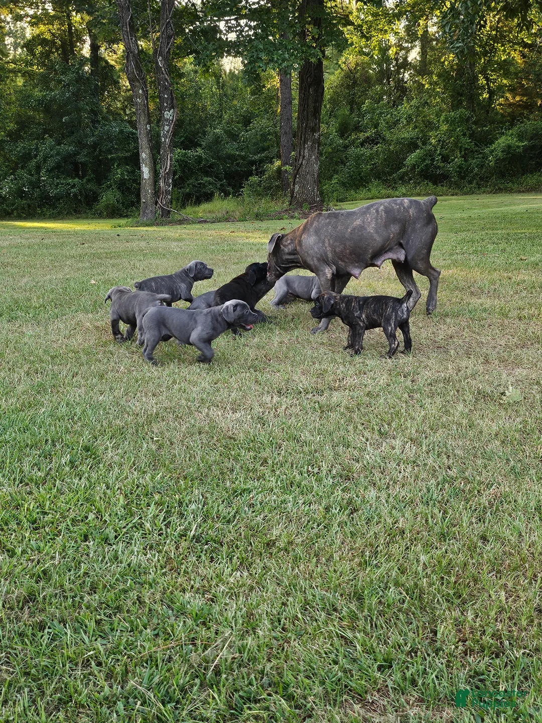 Cane Corso dogs for sale: Cane Corso 6 - Ad 1