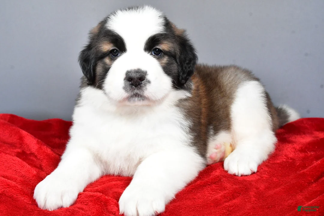 Saint Bernard dogs for sale: reese - Ad 3
