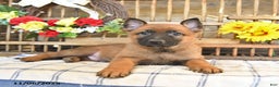 Mixed Breed dogs for sale: Oakley - Ad 3