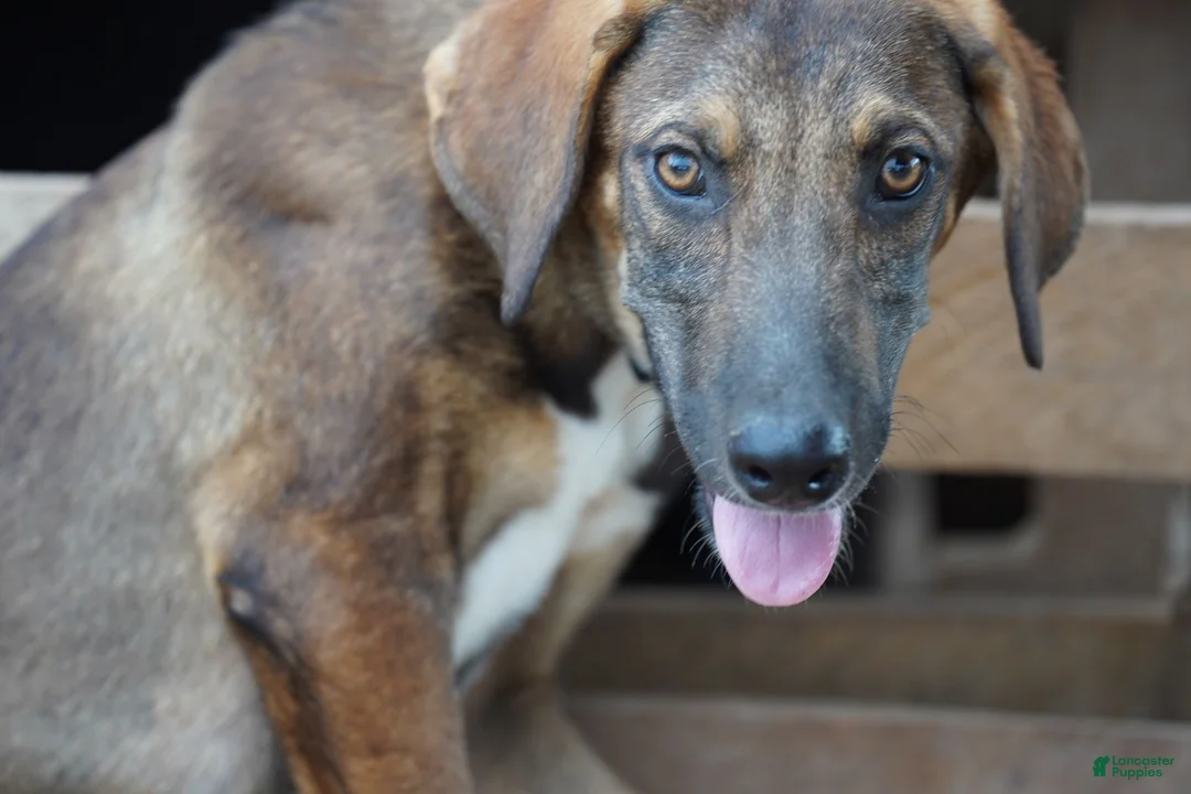 Mixed Breed dogs for sale: Pluto Tiscar Farm Dog - Ad 2