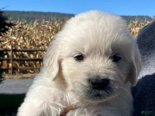 Golden Retriever dogs Golden Retriever 3 Aden/green - Ad 26