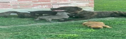 Cane Corso dogs for sale: Cane Corso 1 - Ad 5