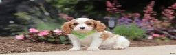 Cavalier King Charles Spaniel dogs for sale: Kobe - Ad 5